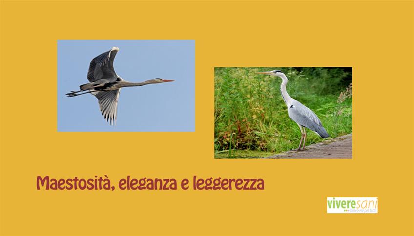 Airone, simbolo di leggerezza Airone, simbolo di leggerezza